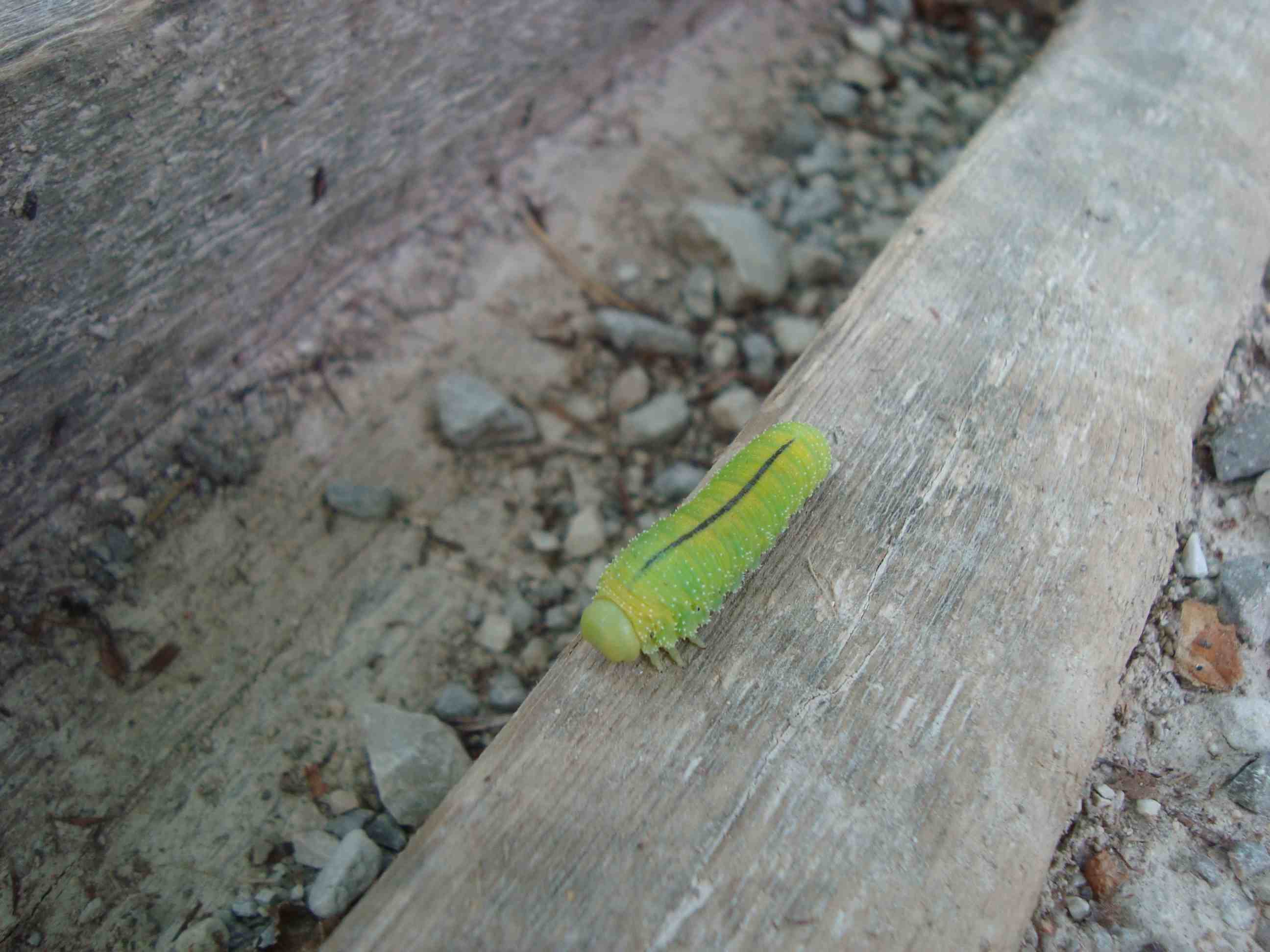 Larva da identificare (Cymbicidae?)